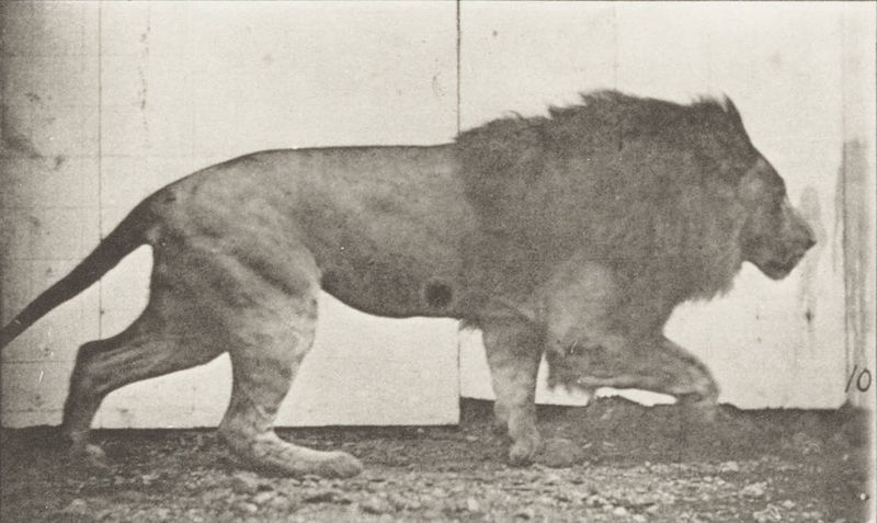 File:Lion walking (rbm-QP301M8-1887-722a~10).jpg