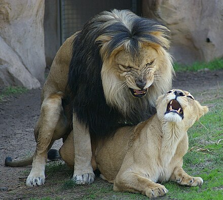 Спаривание с вуки. Львы спариваются. Львица с гривой. Лев спаривается со львом. Лев спаривается с львицей.