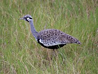 Adult male Hartlaub's bustard in Amboseli National Park. Lissotis hartlaubi2.jpg