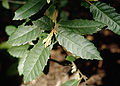 Продолговатый лист камнеплодника густоцветкового (Lithocarpus densiflorus)