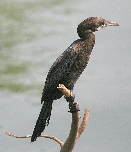 File:Little cormorant (Microcarbo niger) - 20070322.jpg