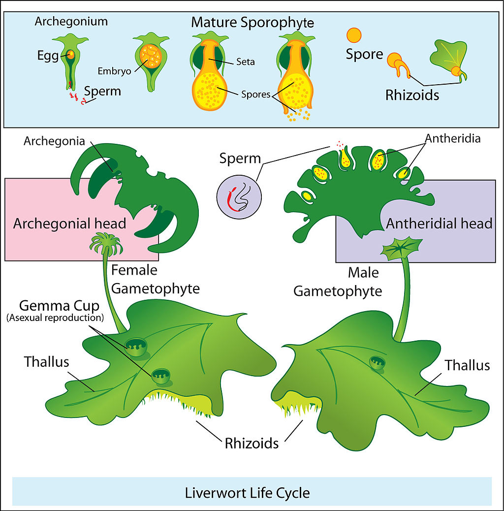 Gambar Metagenesis Lumut Hati Marchantia polymorpha