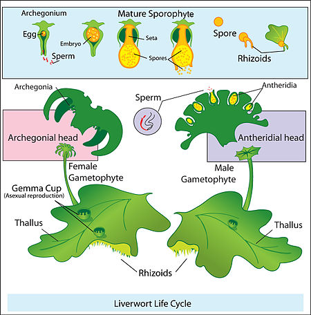 Tập_tin:Liverwort_life_cycle.jpg