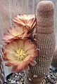 Reicheocactus famatimensis