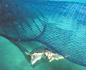 Loggerhead Sea Turtle