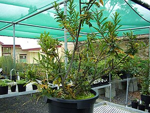 Lomatia tasmanica a Hobart botanikus kertben