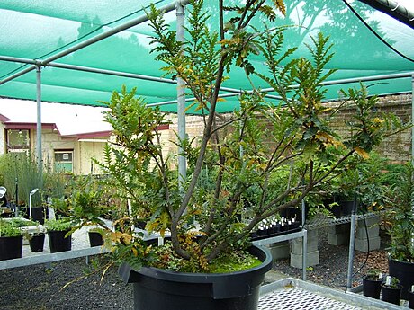 Lomatia tasmanica