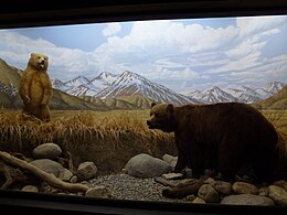 Diorama des ours.