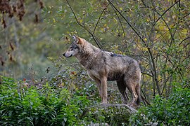 Eurasischer Wolf (Canis lupus lupus)