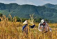 کشاورزان در حال برداشت برنج