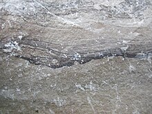 Lucas Dolomite (Middle Devonian; Auglaize Quarry, near Junction, Ohio, USA) 1 (48891623066) .jpg