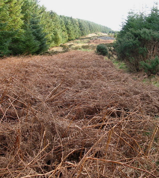 File:Lumsdaine Moor Plantation - geograph.org.uk - 312695.jpg