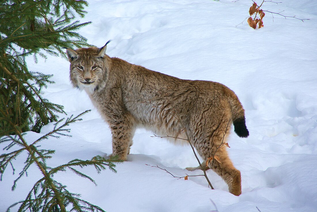 Lynx (zoologia)