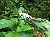 Lysimachia barystachys