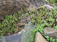 岩礁海岸の海水が溜まった場所にも生育する。