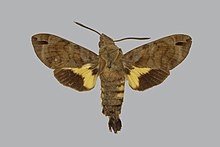 Macroglossum alcedo BMNHE813467 muški gore.jpg