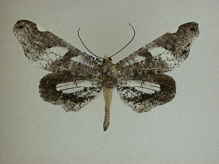 <i>Macrosoma hyacinthina</i> Species of butterfly