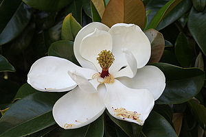 Magnolia grandiflora