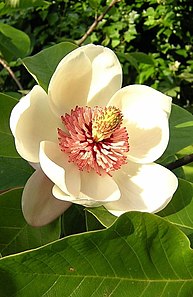 Magnolia (color) color named after the flowering plant of the genus Magnolia