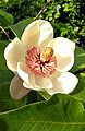 Tépalos de Magnolia × wieseneri