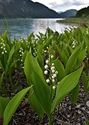 Muguet commun.