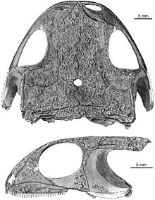 Makowskia laticephala.jpg