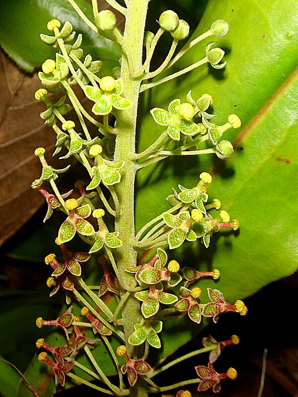 Male inflorescence