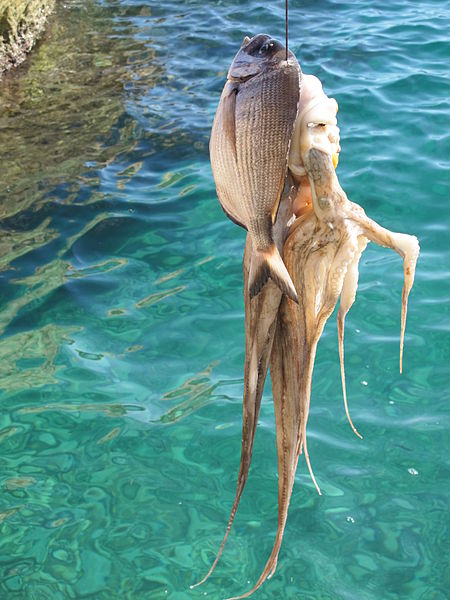 File:Malta, St. Petr'S Pool, frischer Fang Nov 2014 974.JPG