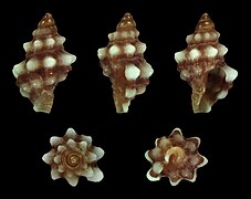 Mancinella armigera (Belligerent Rock Snail), shell, juvenile