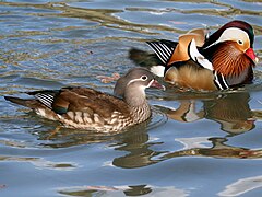 Male (right) and female (left) painted duck, a dimorphic species of perching duck