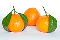Мандариновые апельсины (Citrus Reticulata) .jpg