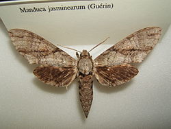 Manduca jasminearum sjh.JPG