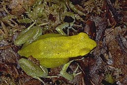 Мадагаскарська жаба зелена