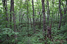 Sugar maple-yellow birch forest, Jacques-Cartier National Park, Quebec, Canada