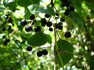 <i>Aristotelia chilensis</i> tree native to Chile bearing small purple-black berries