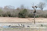 Vignette pour Marabout (oiseau)