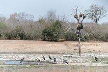 Marabou stork 2003.jpg