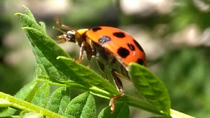 File:Mariquita, Coccinélido.png