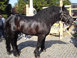 Međimurski konj (Croatia).jpg