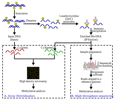 Workflow overview of the MeDIP procedure. MeDIP procedure is followed by array-hybridization (A) or high-throughput/next generation sequencing (B) MeDIP.svg
