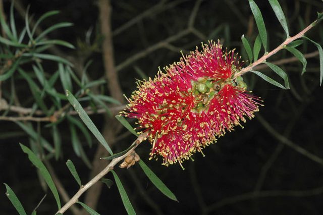 Callistemon - Wikipedia