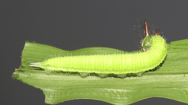 File:Melanitis leda – Common Evening Brown caterpillar 33.jpg