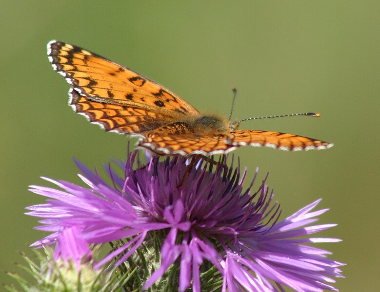 File:Melitaea 1812.jpg