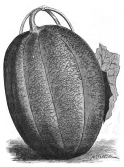 Melon de Honfleur Vilmorin-Andrieux 1883.png