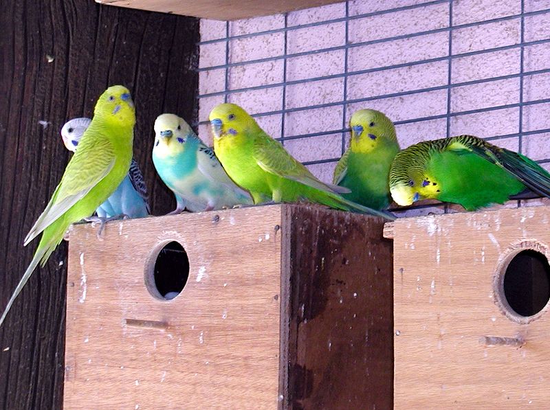 parakeet color variations