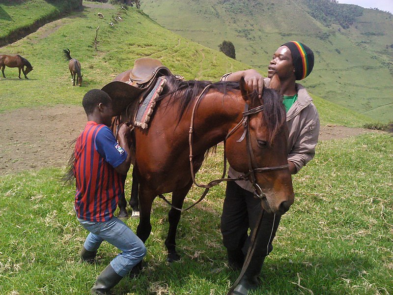 File:Men looking after horses in Goma DRC...2.jpg