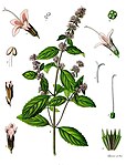 Mentha piperita — Мята перечная