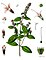 Mentha × piperita - Köhler - s Medizinal-Pflanzen-095.jpg