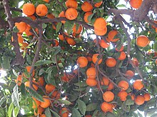 Menton orange tree.jpg