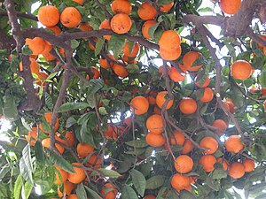 Menton orange tree.jpg